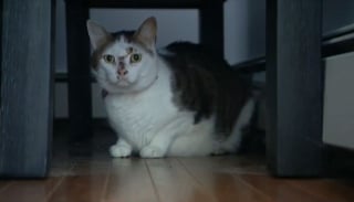 Illustration de l'article : L'inquiétude d'un passager d'avion ayant perdu son chat à l'aéroport JFK de New York pendant 18 jours !