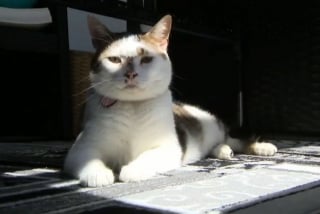 Illustration de l'article : L'inquiétude d'un passager d'avion ayant perdu son chat à l'aéroport JFK de New York pendant 18 jours !