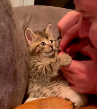 Illustration de l'article : Un chaton errant recueilli par des bénévoles découvre l'amitié pour la première fois de sa vie grâce à un chien