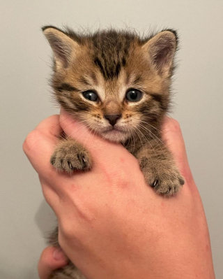 Illustration de l'article : Un chaton errant recueilli par des bénévoles découvre l'amitié pour la première fois de sa vie grâce à un chien