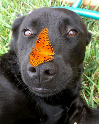 Illustration de l'article : Ces 15 photos d'animaux adorables et amusants vous feront oublier tous vos petits tracas