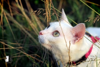 Illustration de l'article : 20 photos charmantes d'un chat blanc comme neige