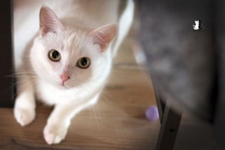 Illustration de l'article : 20 photos charmantes d'un chat blanc comme neige