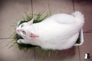 Illustration de l'article : 20 photos charmantes d'un chat blanc comme neige