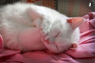 Illustration de l'article : 20 photos charmantes d'un chat blanc comme neige