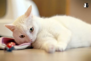 Illustration de l'article : 20 photos charmantes d'un chat blanc comme neige