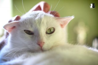 Illustration de l'article : 20 photos charmantes d'un chat blanc comme neige