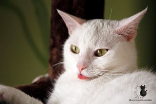 Illustration de l'article : 20 photos charmantes d'un chat blanc comme neige