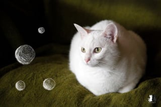 Illustration de l'article : 20 photos charmantes d'un chat blanc comme neige