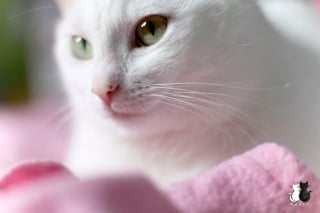 Illustration de l'article : 20 photos charmantes d'un chat blanc comme neige