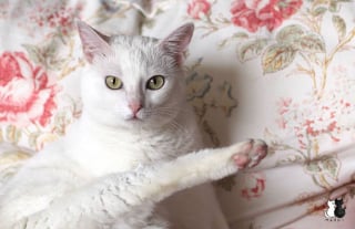 Illustration de l'article : 20 photos charmantes d'un chat blanc comme neige