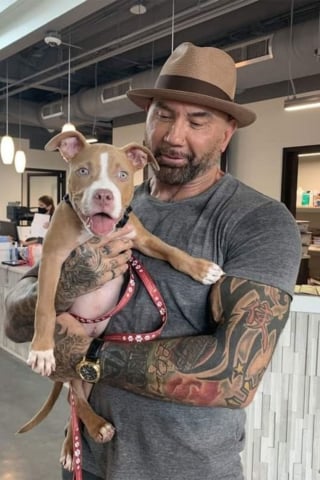 Illustration de l'article : L'acteur et ancien catcheur Dave Bautista offre 5 000 dollars pour retrouver l'agresseur d'un chiot maltraité qu'il a adopté