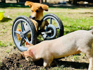 Illustration de l'article : Un jeune chien souffrant de nombreux problèmes de santé devient le meilleur ami d'un cochon