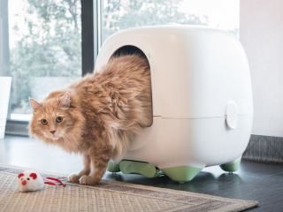 Illustration de l'article : Caremitou, la nouvelle litière connectée qui veille quotidiennement au bien-être et à la santé de votre chat