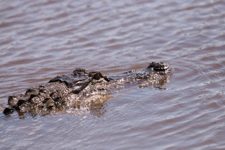 Illustration de l'article : L'héroïsme d'une septuagénaire se jetant à l'eau pour sauver sa chienne des mâchoires d'un alligator