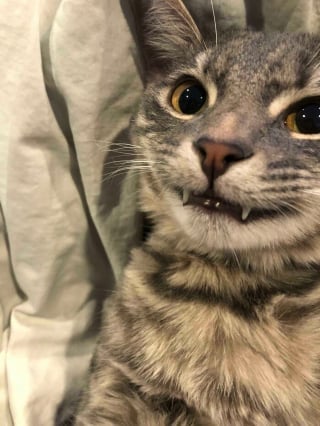 Illustration de l'article : 20 photos de chats souriant de toutes leurs dents !