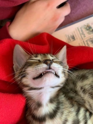 Illustration de l'article : 20 photos de chats souriant de toutes leurs dents !