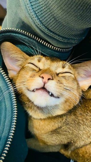 Illustration de l'article : 20 photos de chats souriant de toutes leurs dents !