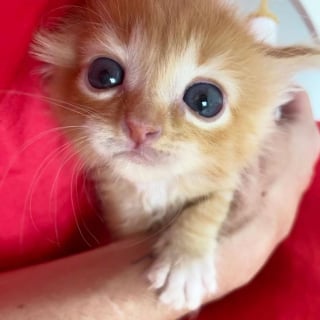 Illustration de l'article : Un chaton retrouvé abandonné à la naissance insiste pour avoir un compagnon et ne plus jamais être seul