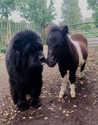 cheval rencontres amiti