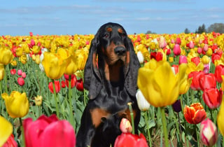 Illustration de l'article : Un chien de race Black and Tan Coonhound figure au Guinness des records grâce à ses oreilles incroyablement longues