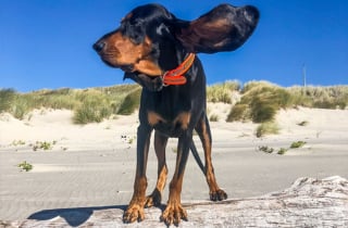 Illustration de l'article : Un chien de race Black and Tan Coonhound figure au Guinness des records grâce à ses oreilles incroyablement longues