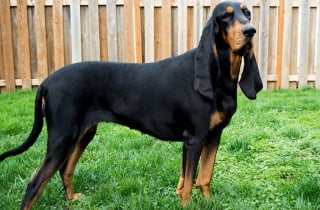 Illustration de l'article : Un chien de race Black and Tan Coonhound figure au Guinness des records grâce à ses oreilles incroyablement longues