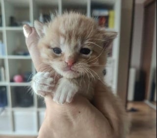 Illustration de l'article : Un chaton abandonné dans une boîte en carton pleure sans cesse jusqu'à ce qu'un chat bienveillant le prenne sous son aile