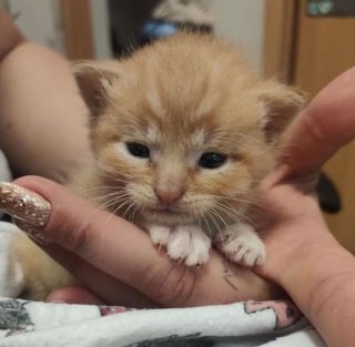 Illustration de l'article : Un chaton abandonné dans une boîte en carton pleure sans cesse jusqu'à ce qu'un chat bienveillant le prenne sous son aile