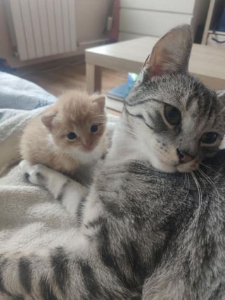 Illustration de l'article : Un chaton abandonné dans une boîte en carton pleure sans cesse jusqu'à ce qu'un chat bienveillant le prenne sous son aile