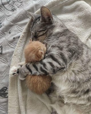 Illustration de l'article : Un chaton abandonné dans une boîte en carton pleure sans cesse jusqu'à ce qu'un chat bienveillant le prenne sous son aile