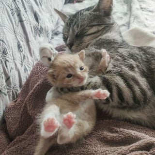 Illustration de l'article : Un chaton abandonné dans une boîte en carton pleure sans cesse jusqu'à ce qu'un chat bienveillant le prenne sous son aile