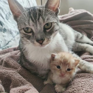 Illustration de l'article : Un chaton abandonné dans une boîte en carton pleure sans cesse jusqu'à ce qu'un chat bienveillant le prenne sous son aile