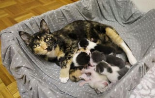 Illustration de l'article : Une chatte en gestation a vécu dehors toute sa vie avant de goûter à la chaleur d'un foyer grâce à une femme au grand coeur