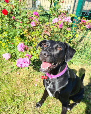 Illustration de l'article : Une chienne découverte dans un état catastrophique se remet sur patte, mais attend sa nouvelle famille depuis 750 jours