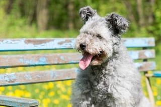 Illustration de l'article : 15 chiens portant fièrement de jolies mèches bouclées