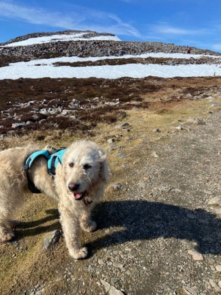 Illustration de l'article : Un chien épileptique sauvé par un sanctuaire animalier gravit aujourd'hui des sommets