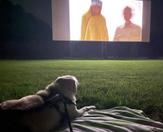 Illustration de l'article : 16 photos de chiens cinéphiles heureux de regarder un film avec leur propriétaire 