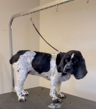 Illustration de l'article : Une toiletteuse décide d'intervenir lorsqu'elle voit la photo d'une chienne sourde et aveugle à la fourrure emmêlée (vidéo)