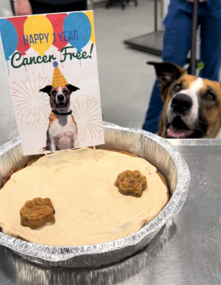 Illustration de l'article : Une équipe vétérinaire organise une fête pour célébrer la victoire d'un chien contre le cancer (vidéo)