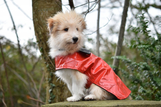 Illustration de l'article : 6 conseils pour réussir les balades sous la pluie avec son chien