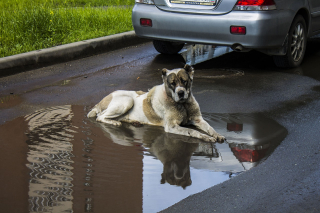Promener son chien sous la pluie, les cinq conseils à adopter