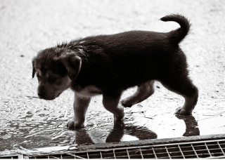 Illustration de l'article : 6 conseils pour réussir les balades sous la pluie avec son chien