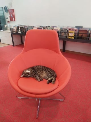 Illustration de l'article : Un chat élit domicile dans une bibliothèque universitaire et fait le bonheur des étudiants