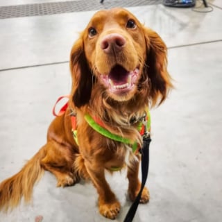 Illustration de l'article : Ce chien talentueux joue au tennis avec sa propriétaire et possède même sa propre raquette !