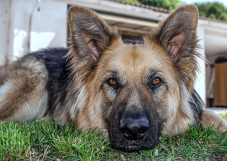 Illustration de l'article : Le secret du pouvoir attendrissant dans le regard de votre chien expliqué par la science