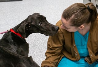 Illustration de l'article : Un chien émacié et découvert dans une caisse tente de retrouver la forme. Sa propriétaire négligente interpelée par la police ! 