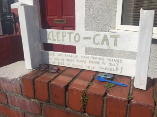 Illustration de l'article : "Charlie" ce chat cambrioleur amuse tout son quartier et a été surnommé le "chat klepto"
