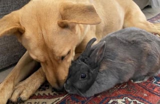 Illustration de l'article : Découvrez l'émouvante amitié entre un chien et un lapin qui ont grandi ensemble (vidéo)