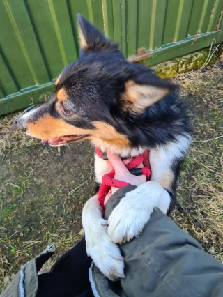 Illustration de l'article : Un Border Collie retrouvé terrorisé par les humains et enfermé dans un hangar ne peut plus s'empêcher de faire des câlins